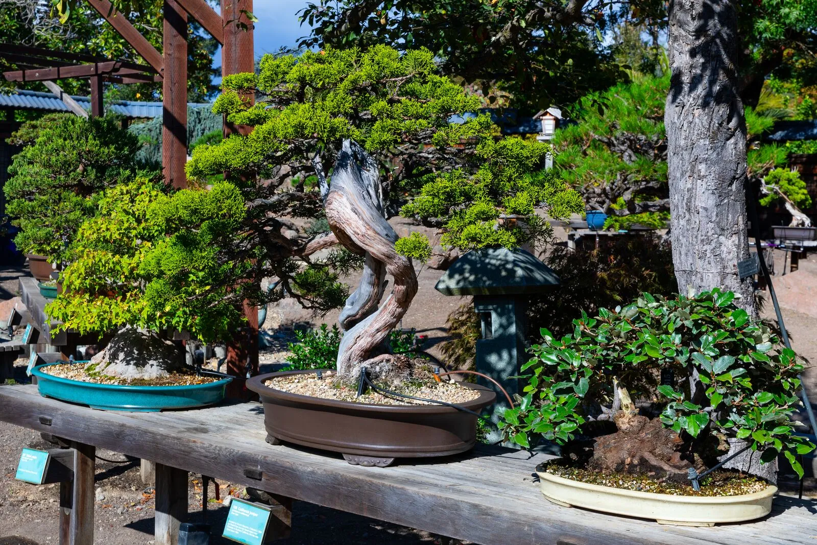 Bonsai Garden 1