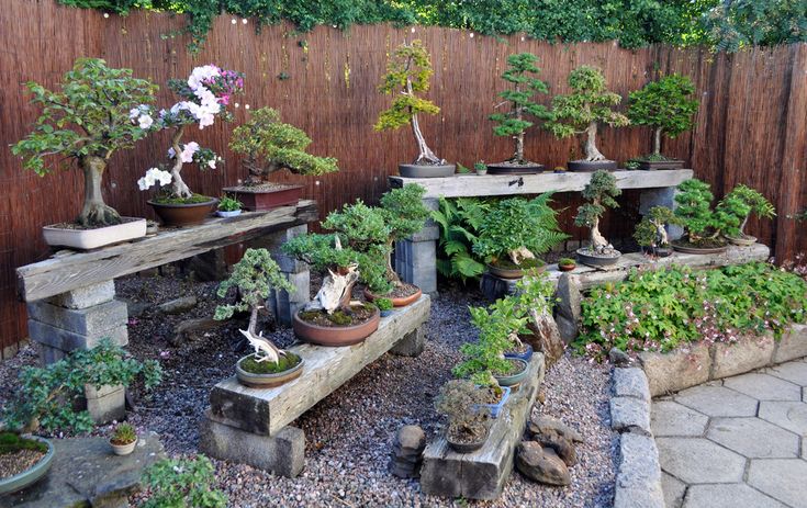 Bonsai Garden 2