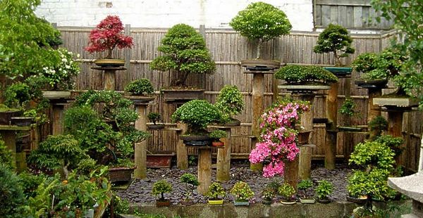Bonsai Garden 3