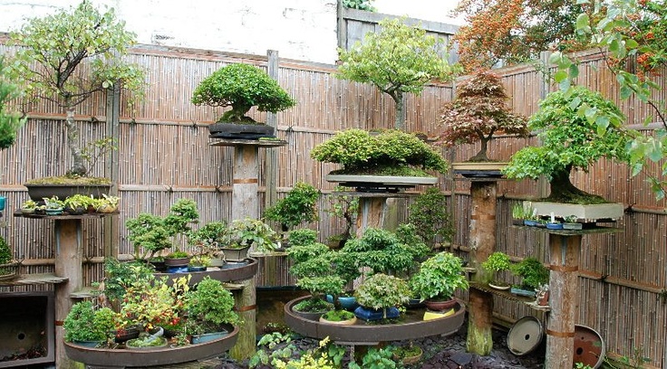 Bonsai Garden 4